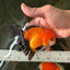 Apache (Black Orange) Oranda Female 4.5 inches #110124OR_05