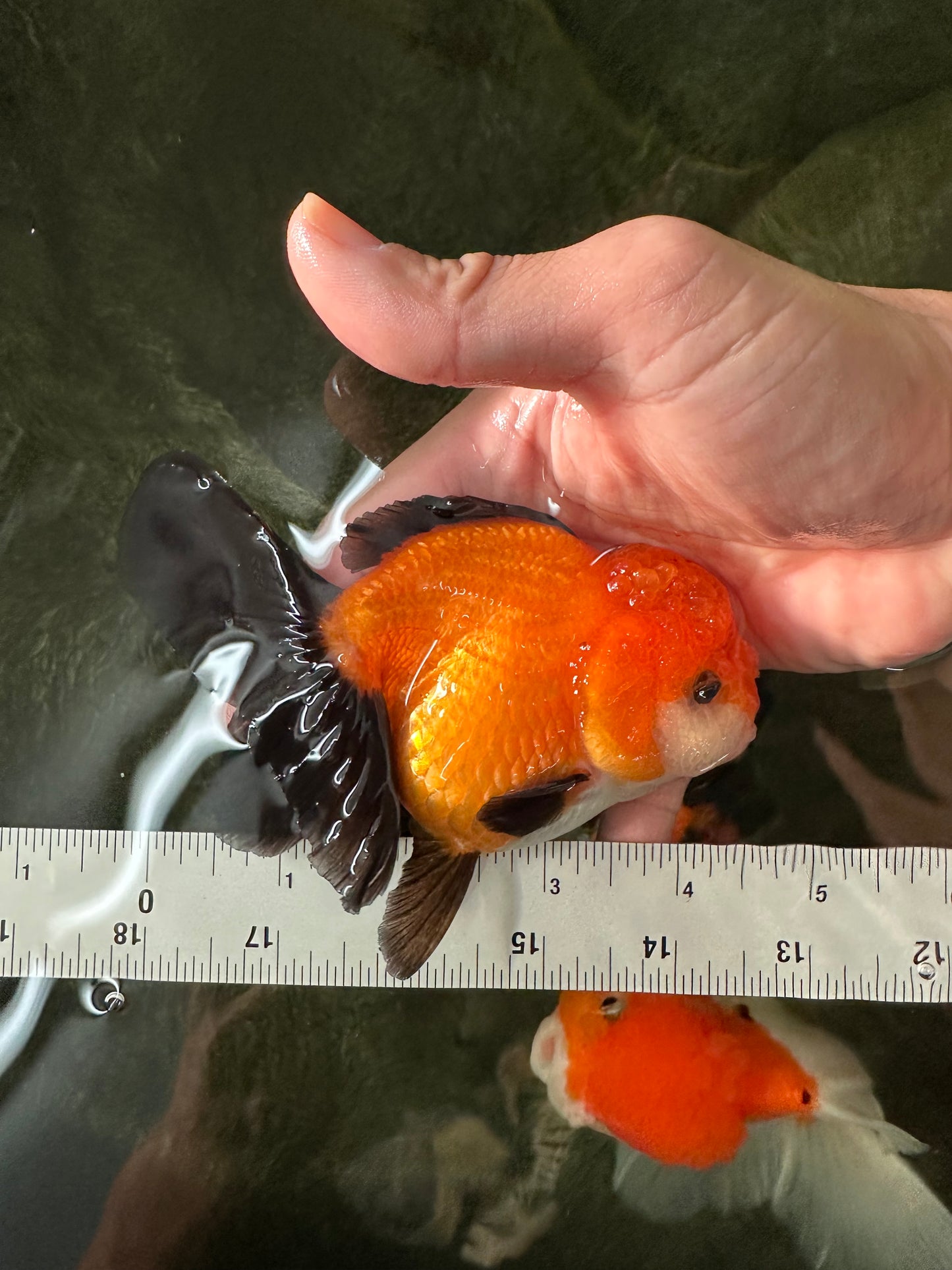 Apache (Black Orange) Oranda Female 4.5 inches #110124OR_05