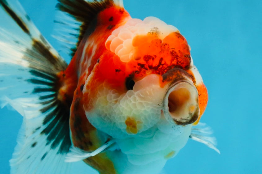 A Grade Chonky Sakura Oranda Female 5-5.5 inches #071125OR_11