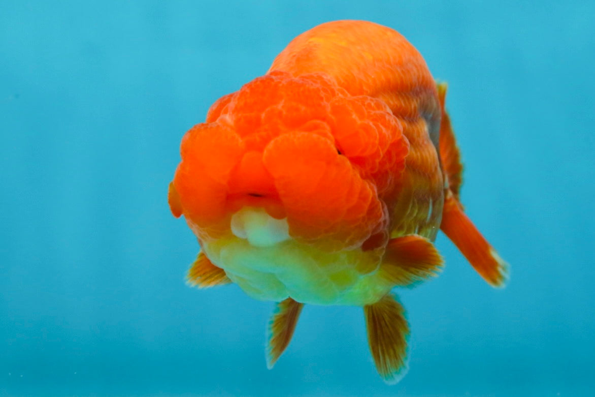 AAA Grade Solid Red LionKing 4.5  inches #052325LC_21