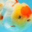AAA Grade Godzilla Red White Oranda Female 6.5 inches #081525OR_14
