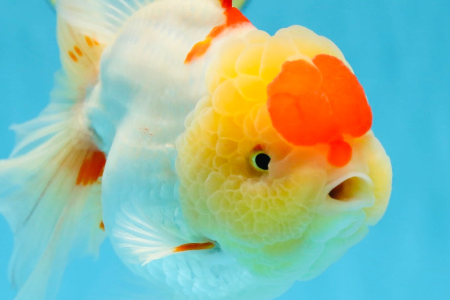 AAA Grade Godzilla Red White Oranda Female 6.5 inches #081525OR_14