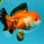 A Grade Tricolor Oranda Female 5-5.5 inches #030626OR_29