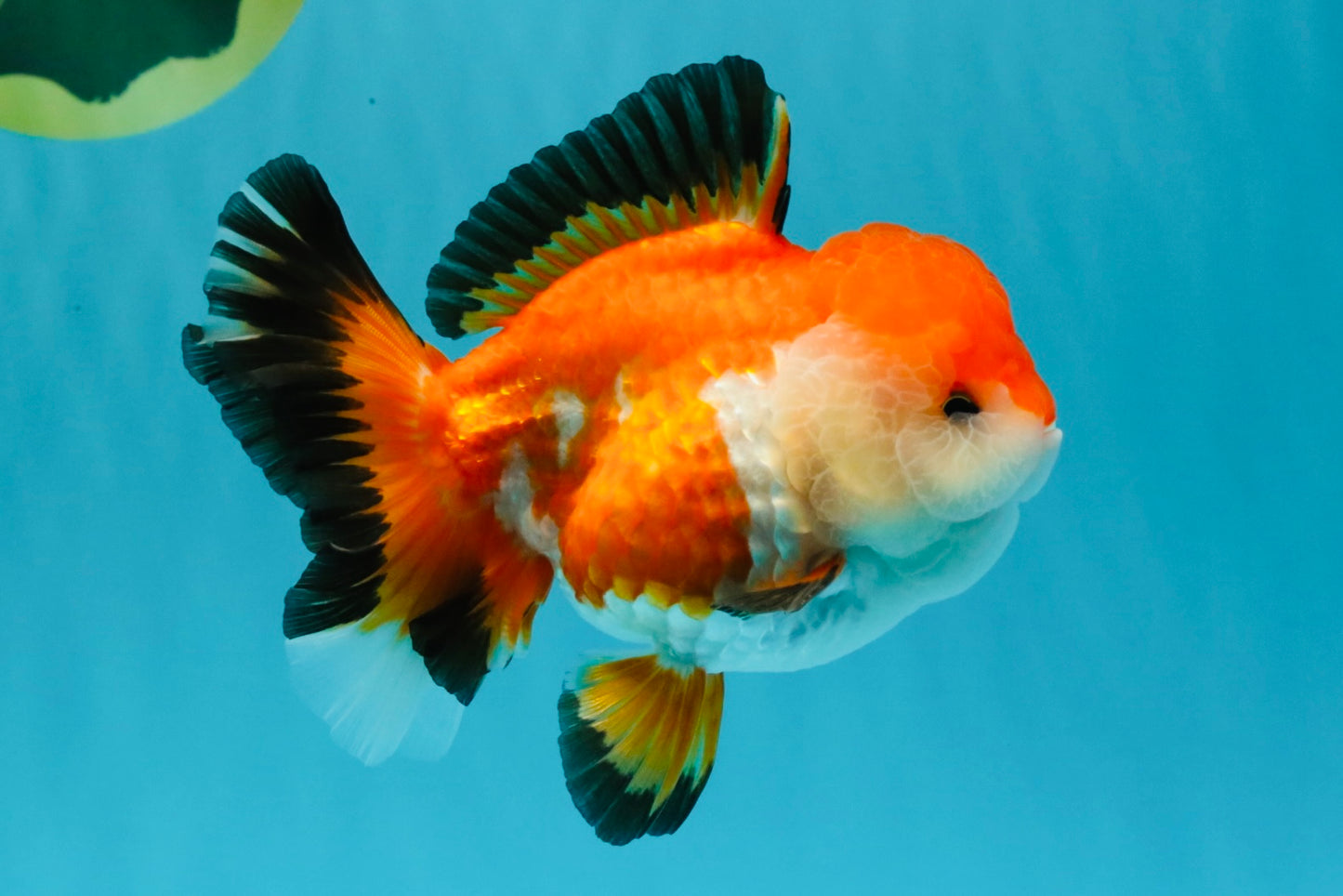 A Grade Tricolor Oranda Female 5-5.5 inches #030626OR_29