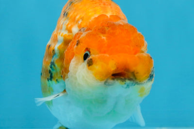 Tricolor Lionchu Female 5 inches #103125LC_16