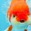 JUMBO AAA Grade Red White Oranda Female 6.5 inches #032726OR_06