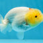 AAA Grade Lemonhead LionQueen 3.5 inches #101725LC_09