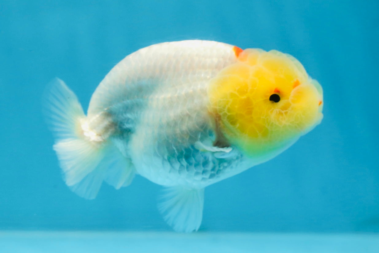 AAA Grade Lemonhead LionQueen 3.5 inches #101725LC_09