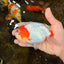 A Grade Chinese Red Head Ranchu Female 4.5 inches #101725RC_13