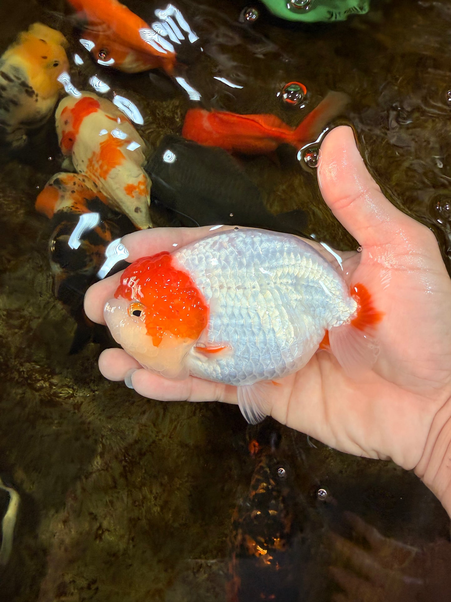 A Grade Chinese Red Head Ranchu Female 4.5 inches #101725RC_13
