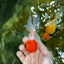 AAA Grade Red Cap Oranda Male 4.5-5 inches #050925OR_38