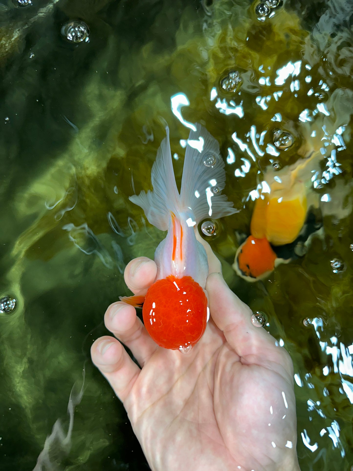 AAA Grade Red Cap Oranda Male 4.5-5 inches #050925OR_38