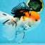 A Grade Tricolor Oranda Female 6-6.5 inches #071125OR_10