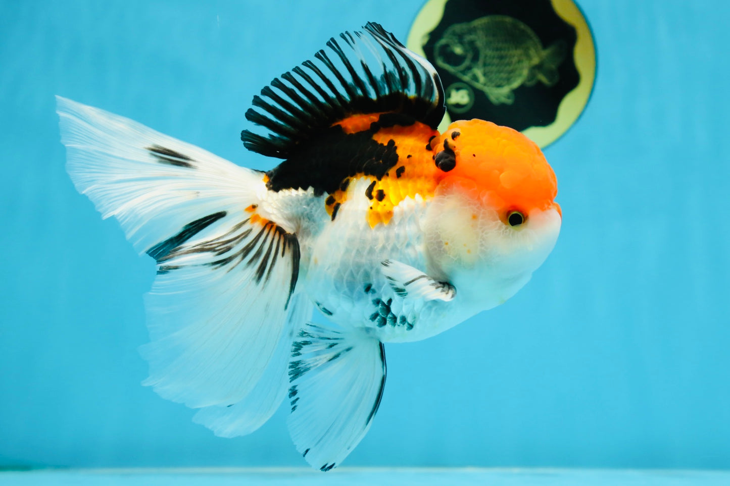 A Grade Tricolor Oranda Female 6-6.5 inches #071125OR_10