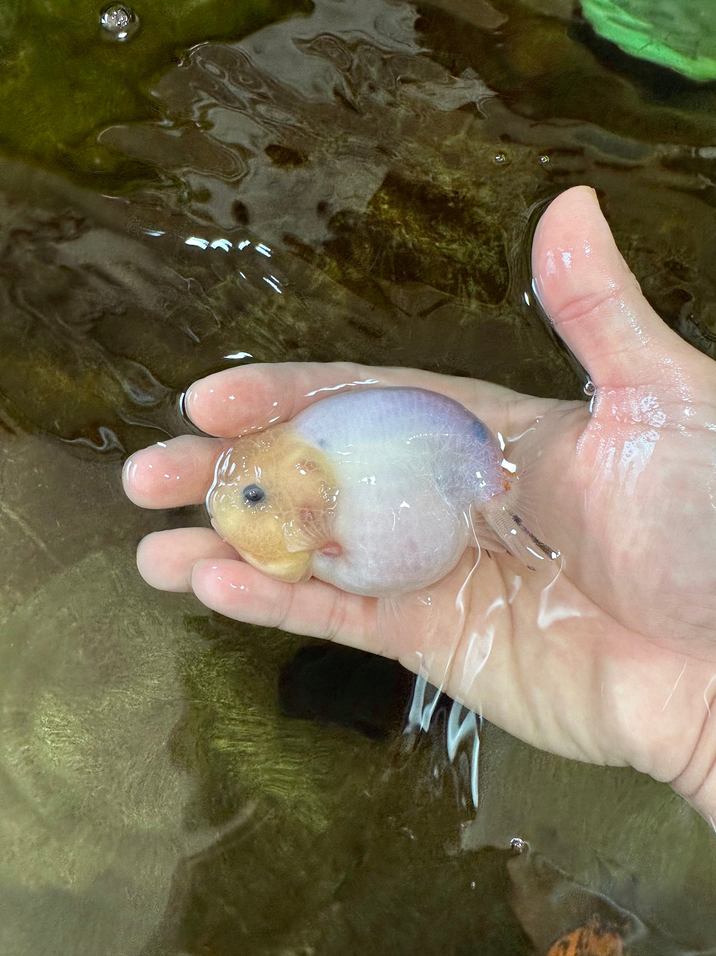 AAA Grade Sakura Button Eyes LionKing 3.5 inches #053025LC_08