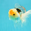 AAA Grade Lemonhead Tricolor Button Eyes Oranda Male 5 inches #111524OR_23