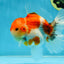 AAA Grade Godzilla Sakura Button Eyes Oranda Male 5-5.5 inches #052325_10