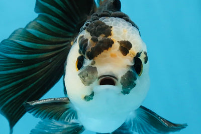 A Grade Panda Oranda Male 5 inches #100325OR_22