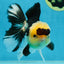 AAA Grade Panda Button Eyes Oranda Male 5-5.5 inches #080125OR_22