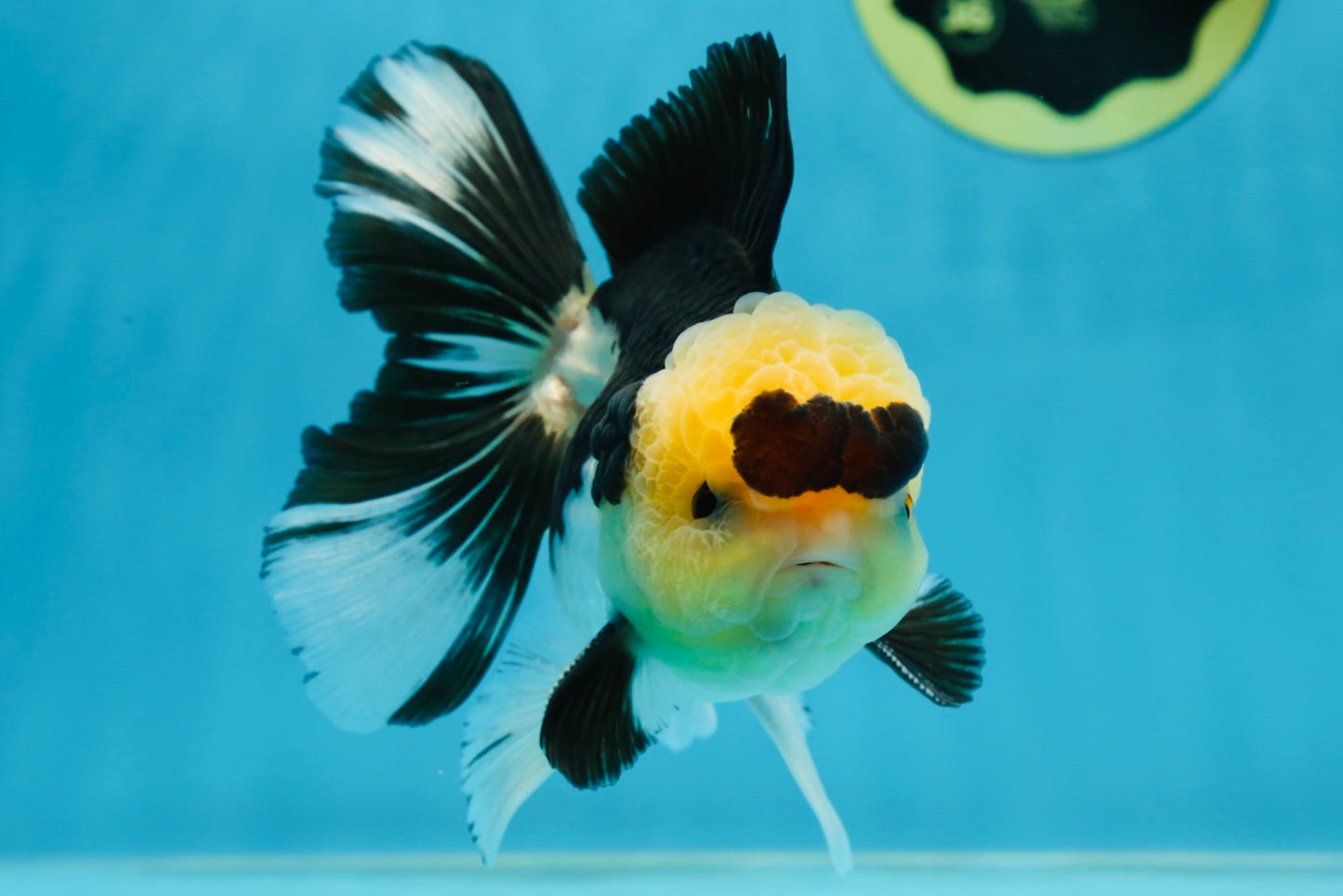 AAA Grade Panda Button Eyes Oranda Male 5-5.5 inches #080125OR_22