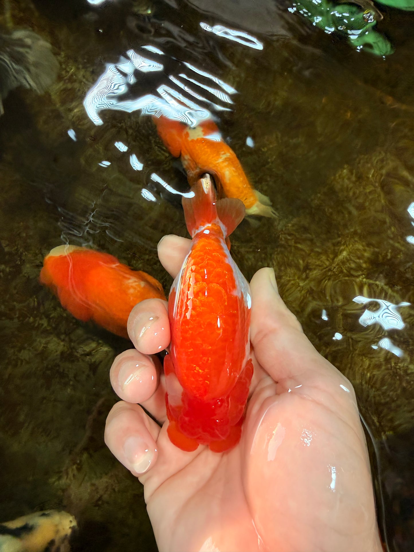 AAA Grade Red White LionQueen 4 inches #101725LC_08