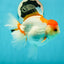 Red White Oranda Female 5-5.5 inches #110824OR_06