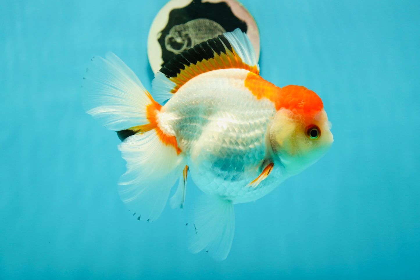 Red White Oranda Female 5-5.5 inches #110824OR_06