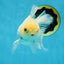 White Beauty Oranda Male 4.5-5 inches #071125OR_14