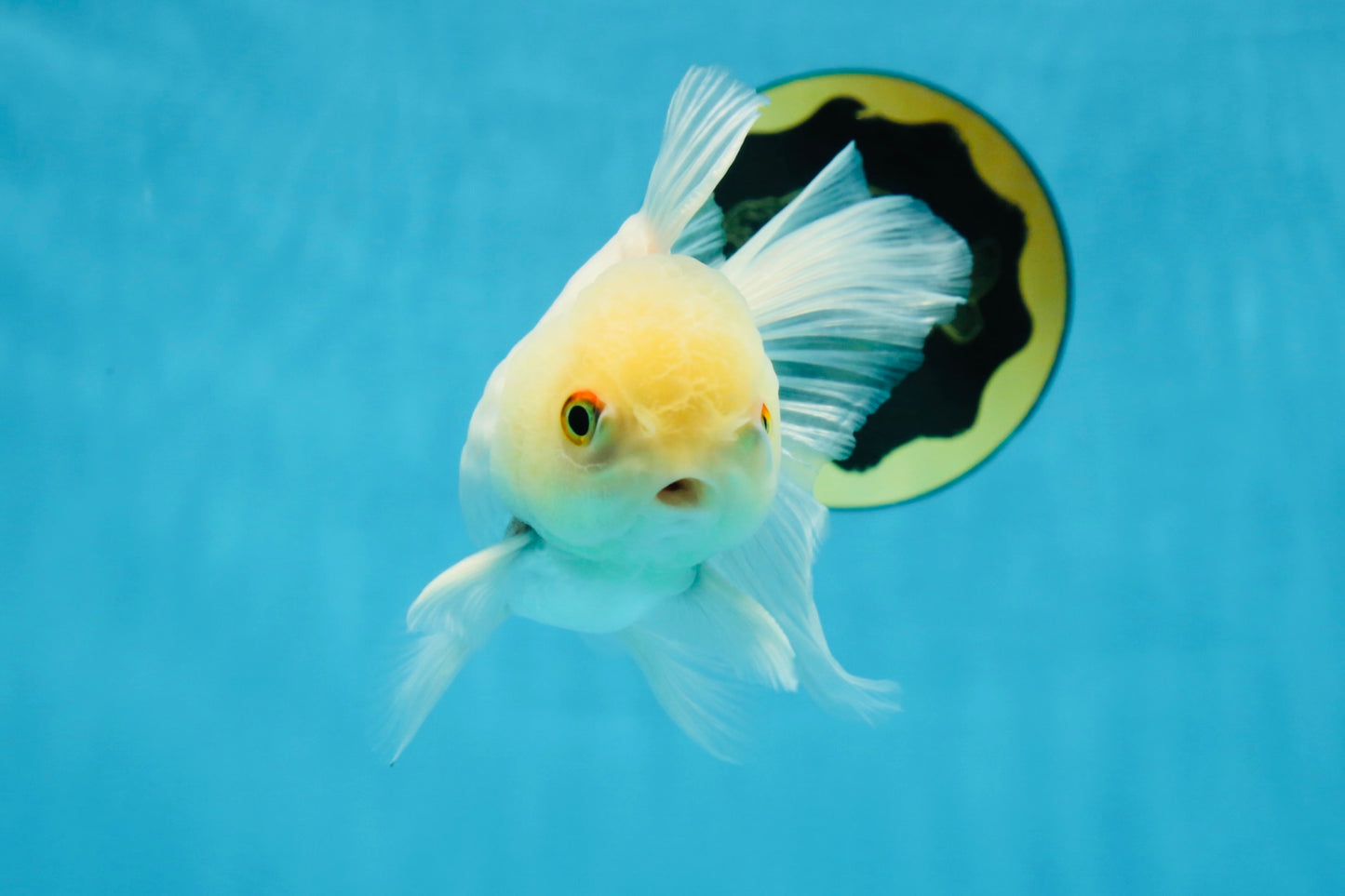White Beauty Oranda Male 4.5-5 inches #071125OR_14