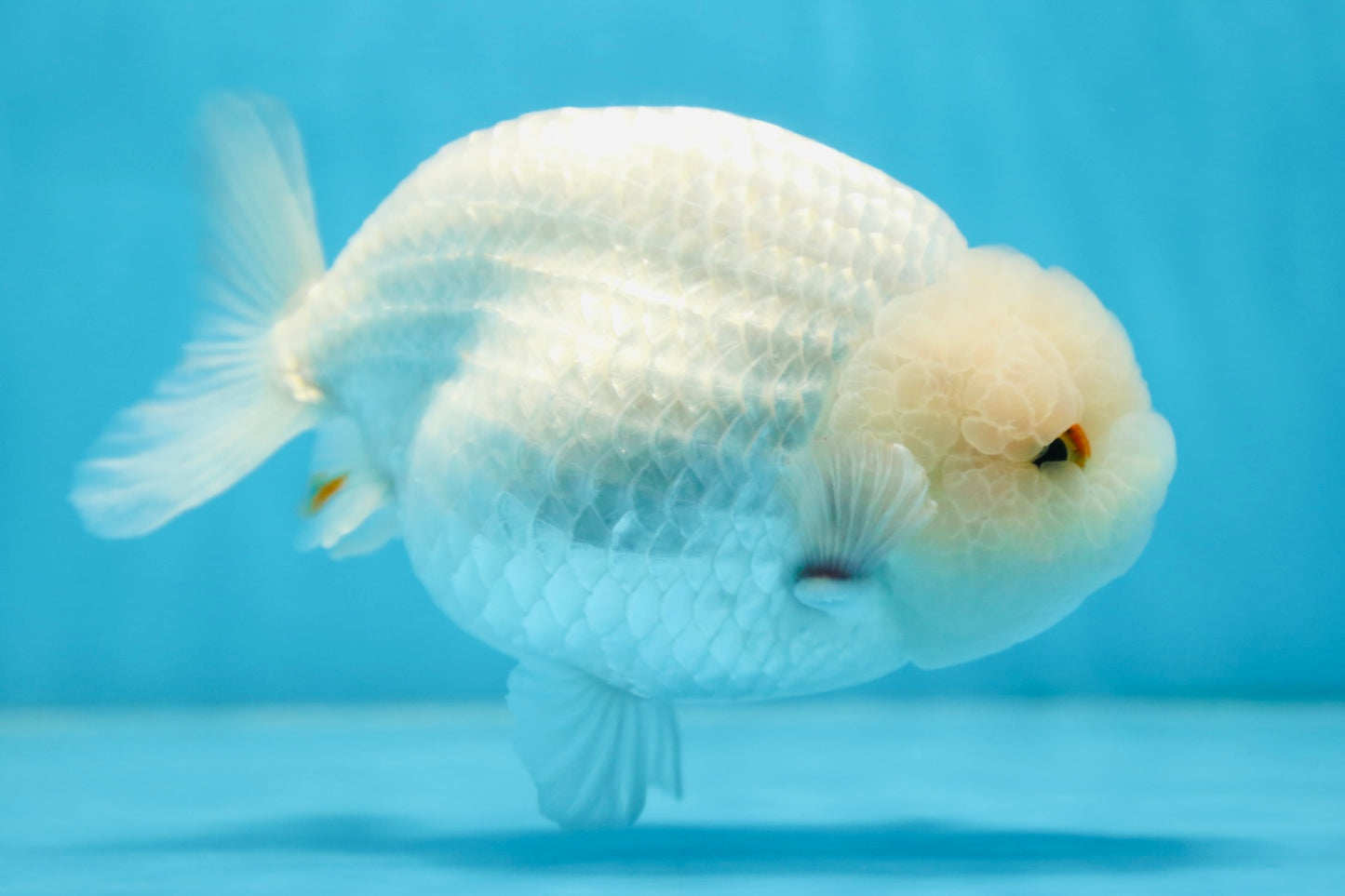 AAA Grade SNOW WHITE LionQueen 5.5-6 inches #090525LC_01