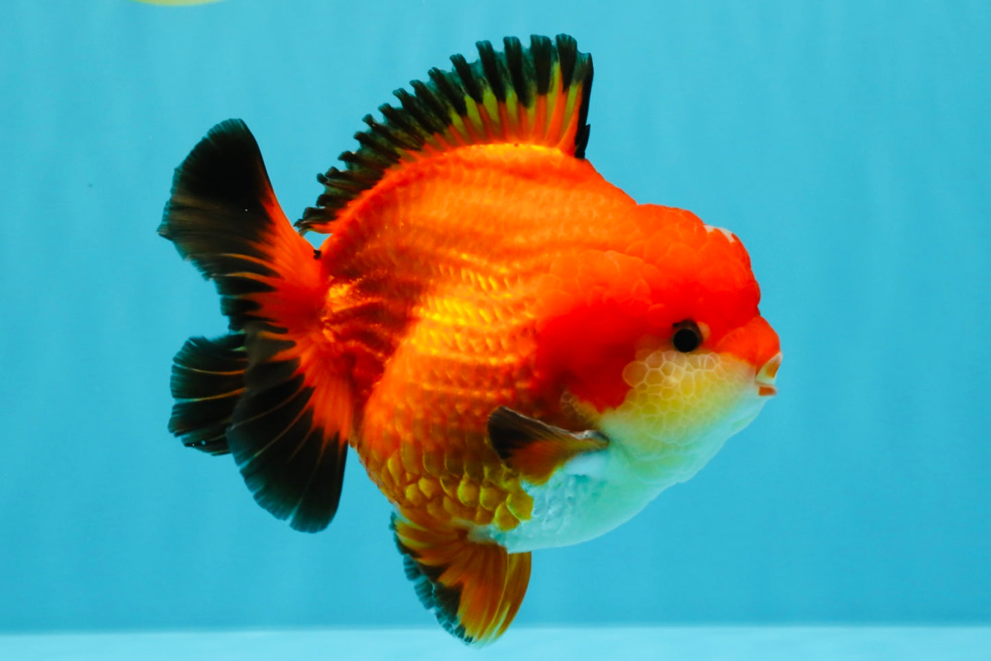 TOMATO AAA Grade Apache Yuanbao Male 5  inches #022726YB_05