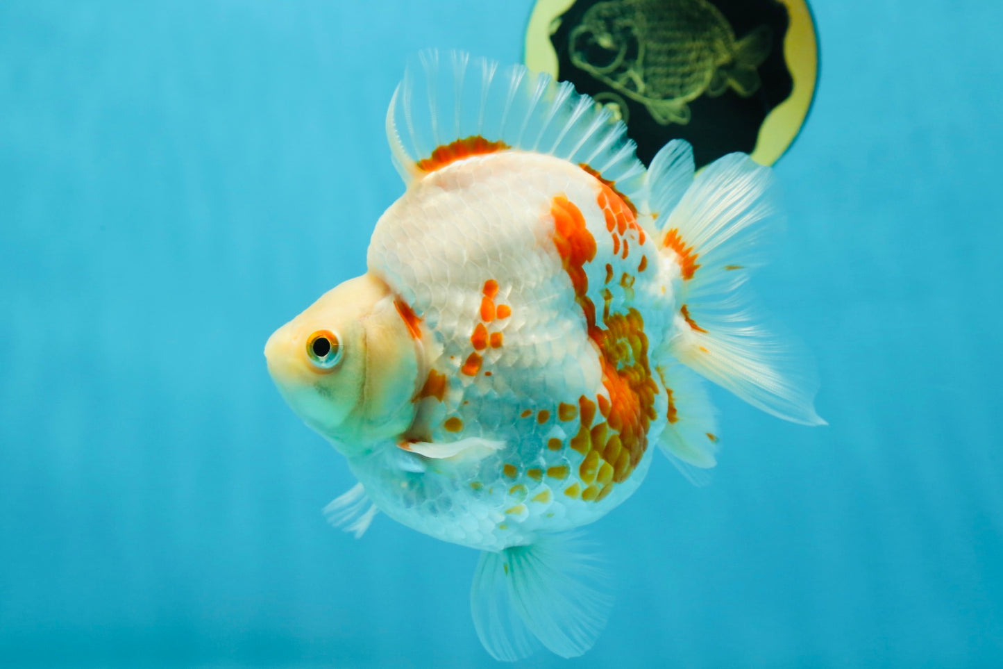 AAA GRADE Red White Ryukin Female 4.5-5 inches #050925RK_17