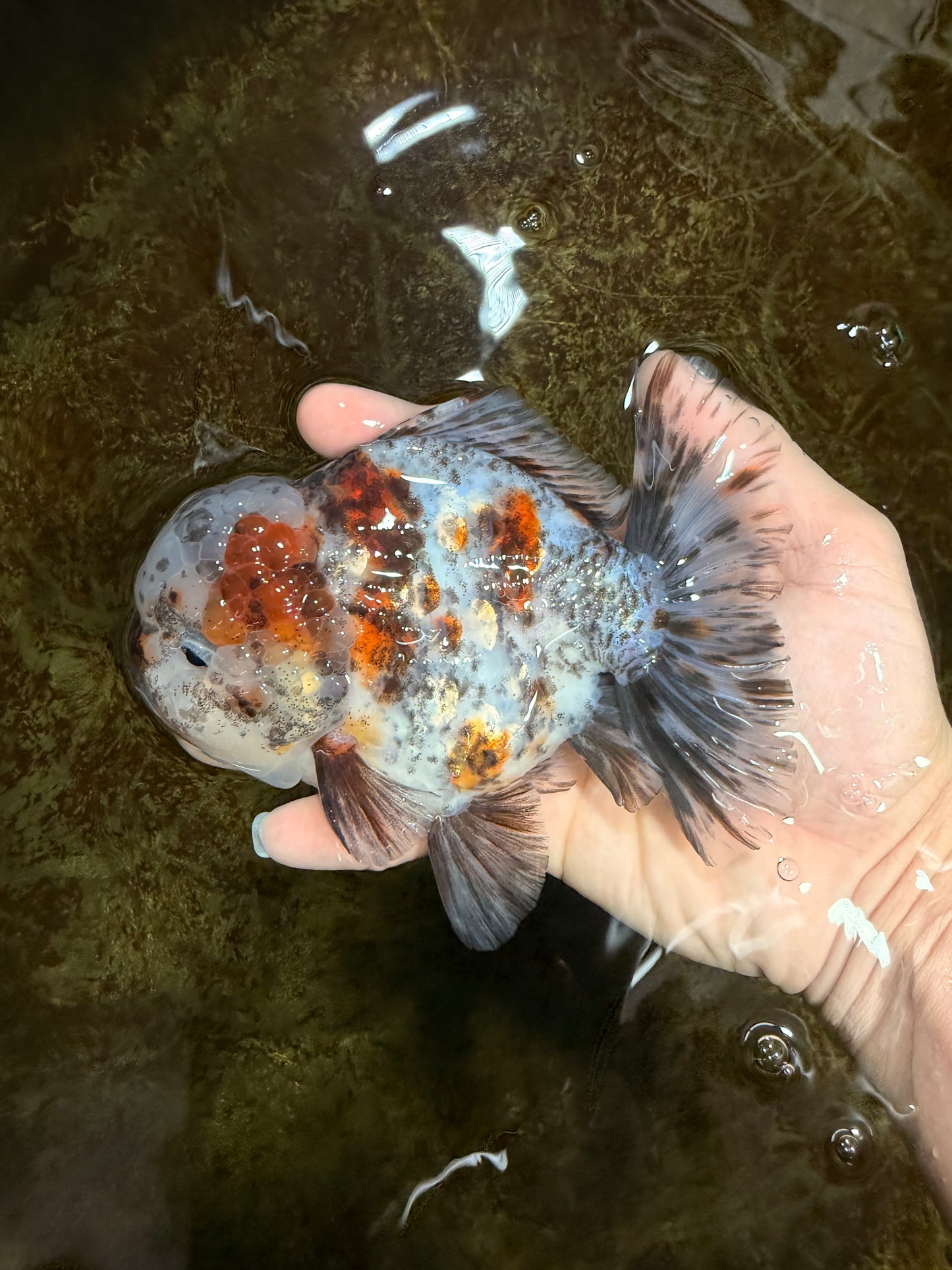 CHONKY AAA Grade Calico Kirin Oranda Male 5-5.5 inches #121225OR_03