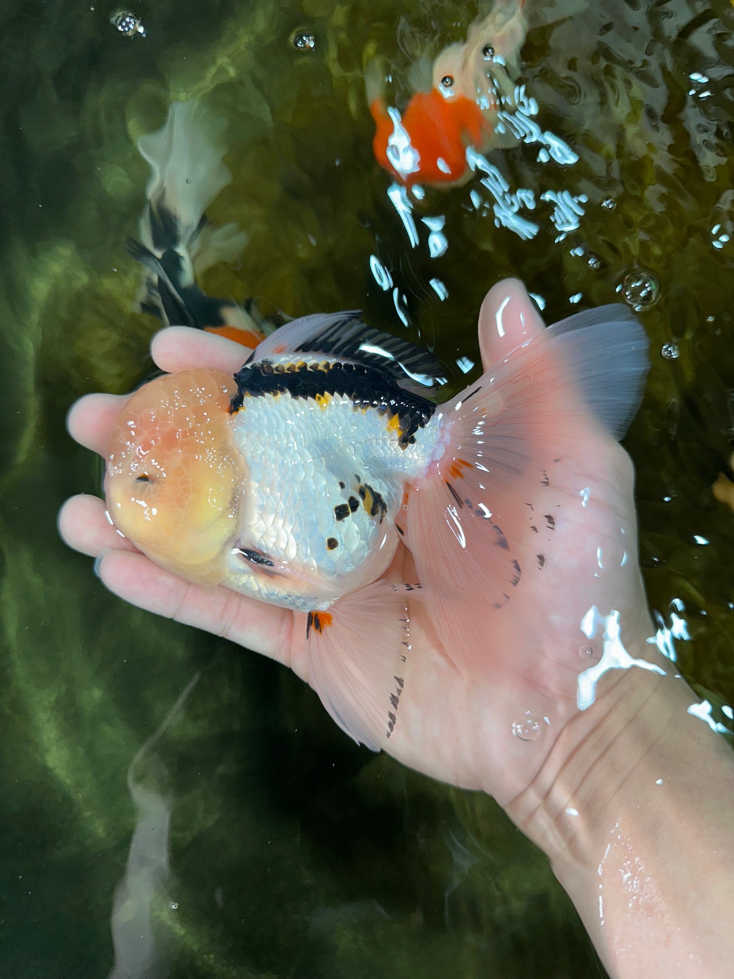 AAA Grade Tricolor Oranda Male 5.5 inches #050925OR_40