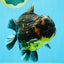 AAA Grade Dark Tiger Yuanbao Male 6-6.5 inches #041026YB_29