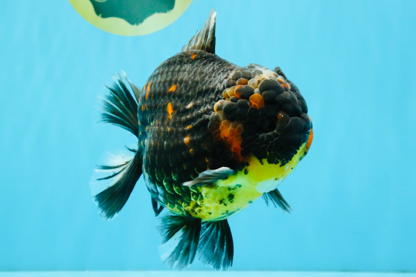 AAA Grade Dark Tiger Yuanbao Male 6-6.5 inches #041026YB_29