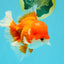 ANGER AAA Grade Red White Oranda Male 6 inches #032026OR_09