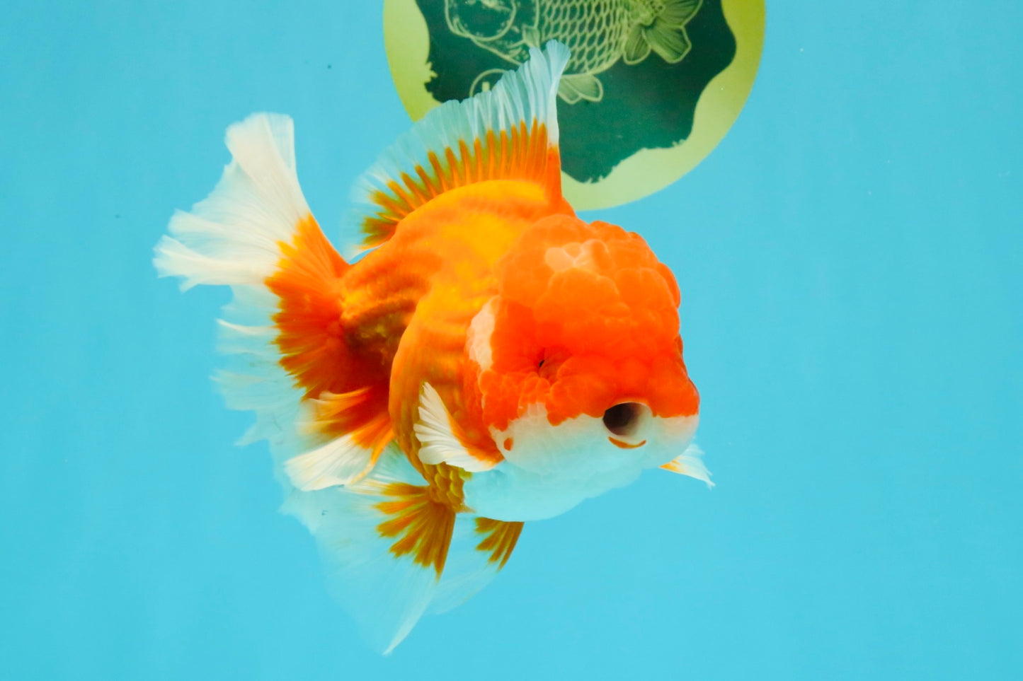 ANGER AAA Grade Red White Oranda Male 6 inches #032026OR_09