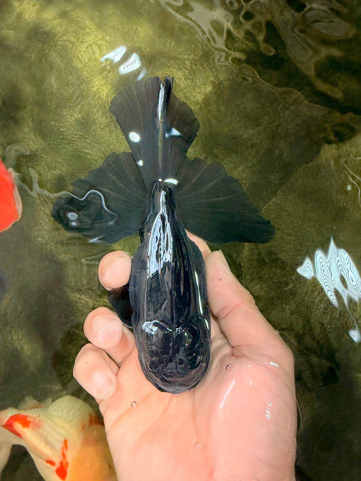 A Grade Black Oranda Male 5.5-6 inches #102326OR_11
