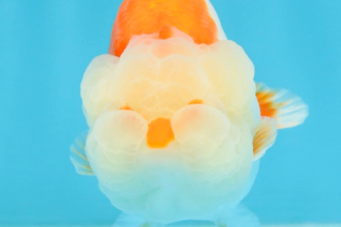 ADORABLE AAA Grade Red White LionQueen 4 inches #102425LC_16