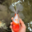 A Grade Sakura Oranda Male 6.5 inches #082126OR_13