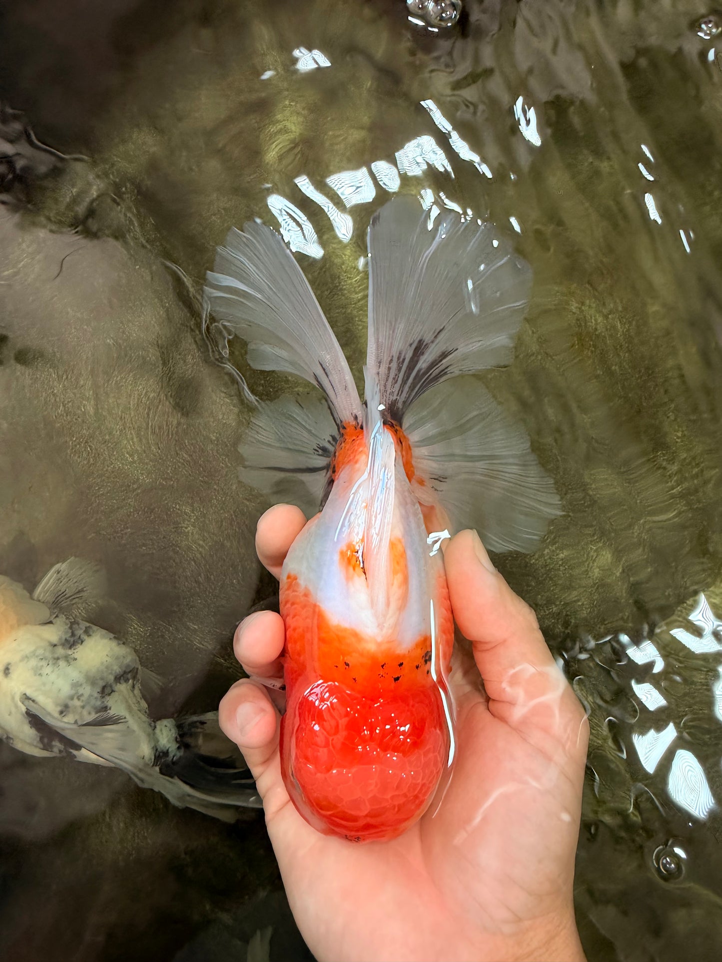 A Grade Sakura Oranda Male 6.5 inches #082126OR_13