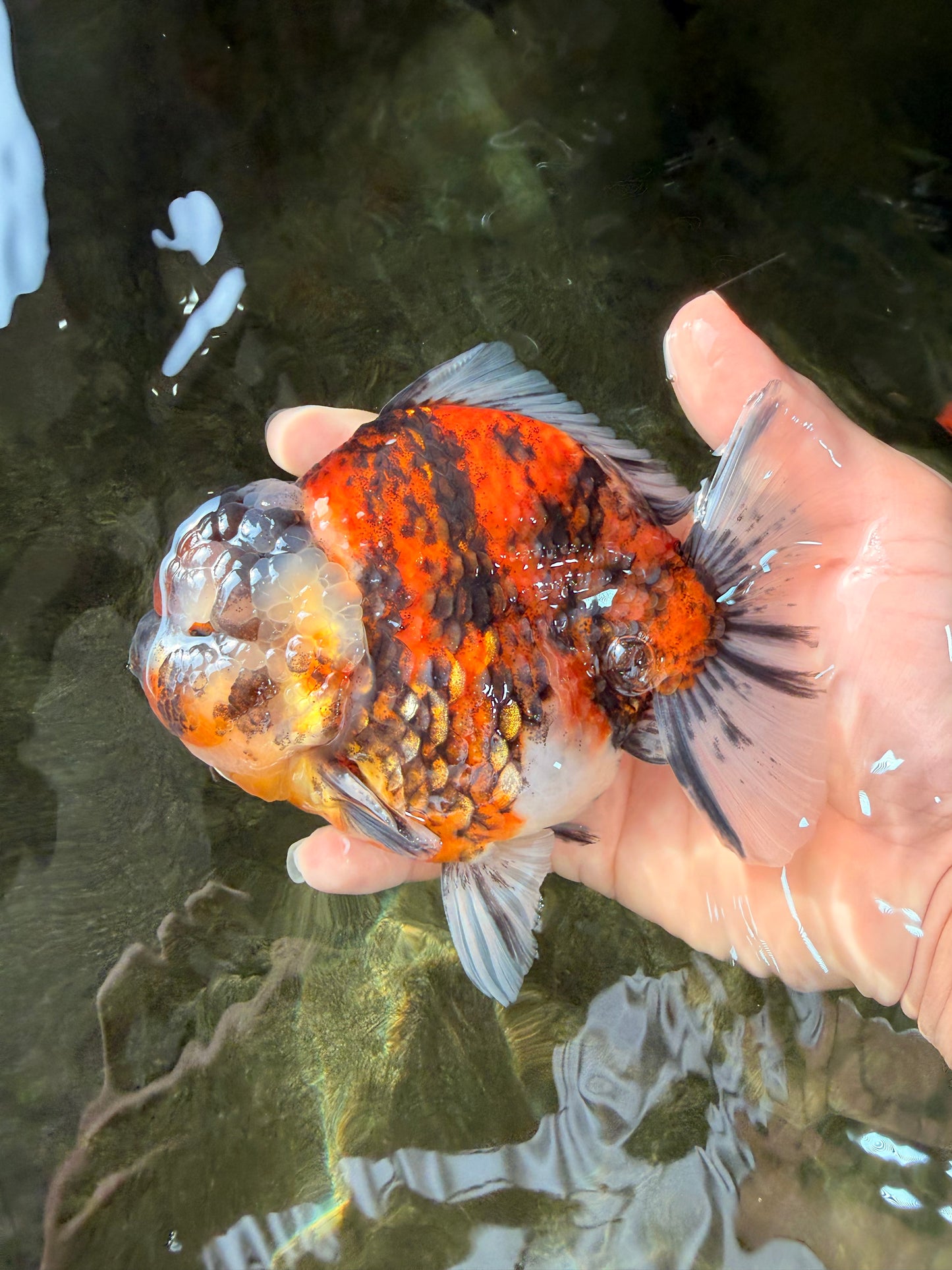 UNIQUE AAA Grade Special Tiger Yuanbao Male 5-5.5 inches #031326YB_23