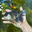 Panda Oranda Female 5.5 inches #100325OR_17