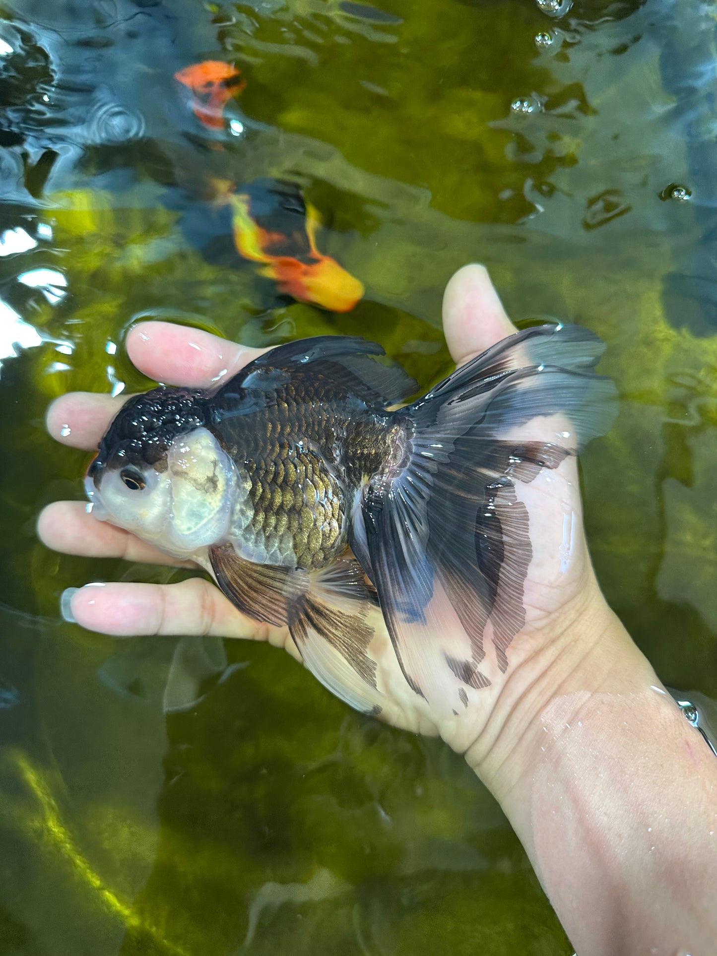 Panda Oranda Female 5.5 inches #100325OR_17