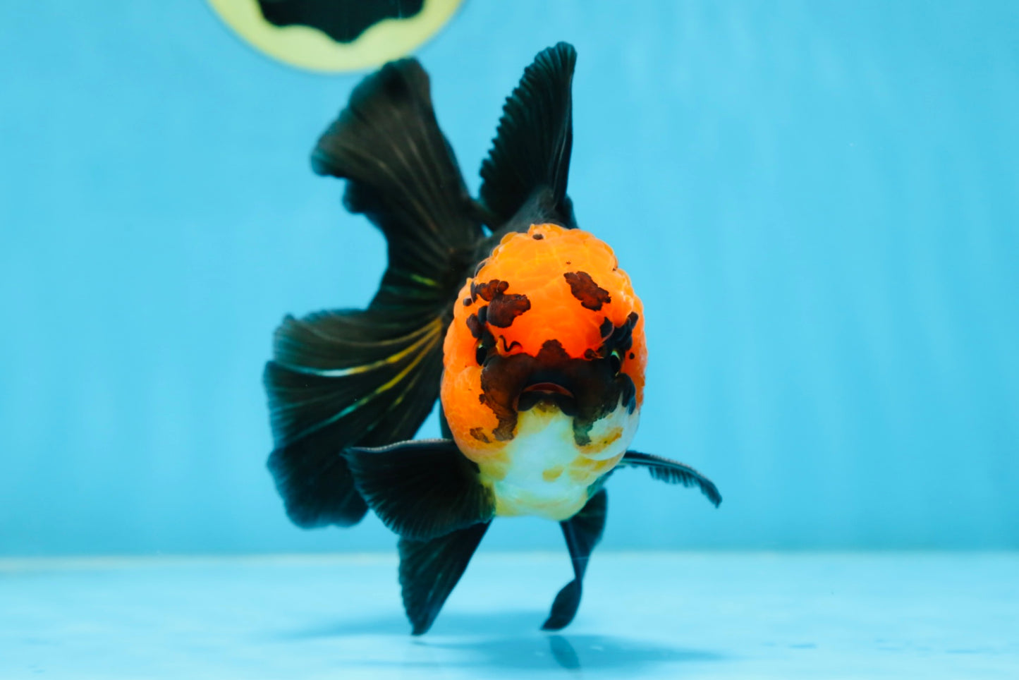 A Grade Apache Oranda Male 5.5-6 inches #081525OR_21