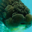 AAA Grade Super Blue LionQueen 6-6.5 inches #100226LC_23
