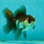 Panda Oranda Male 3.5-4 inches #1018OR_16