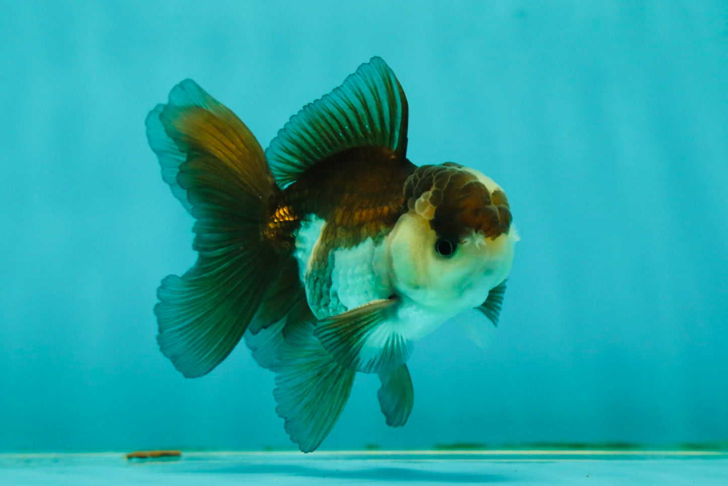 Panda Oranda Male 3.5-4 inches #1018OR_16