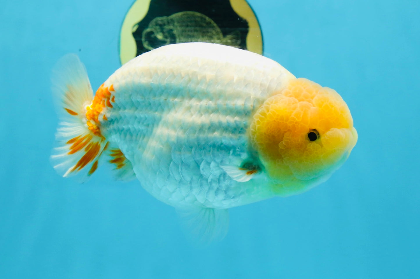 AAA Grade Strong Body Structure Lemonhead LionKing 5.5 inches #101025LC_18